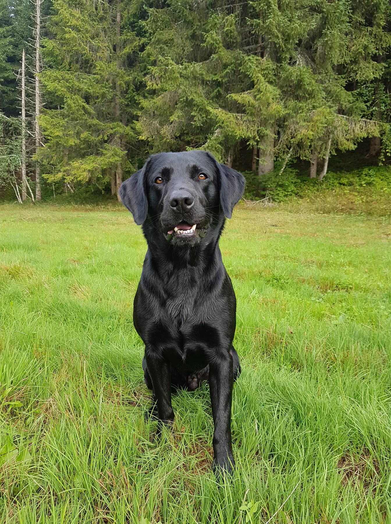 Cooper mit 3 Jahren