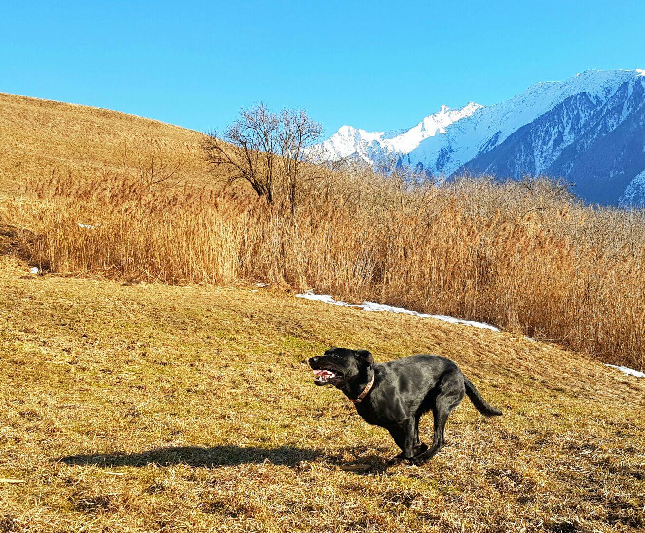 Cooper mit 1.5 Jahren beim Training