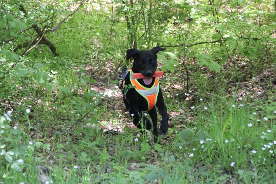 Bailey bei der Ausbildung zum Rettungshund mit 2 Jahren