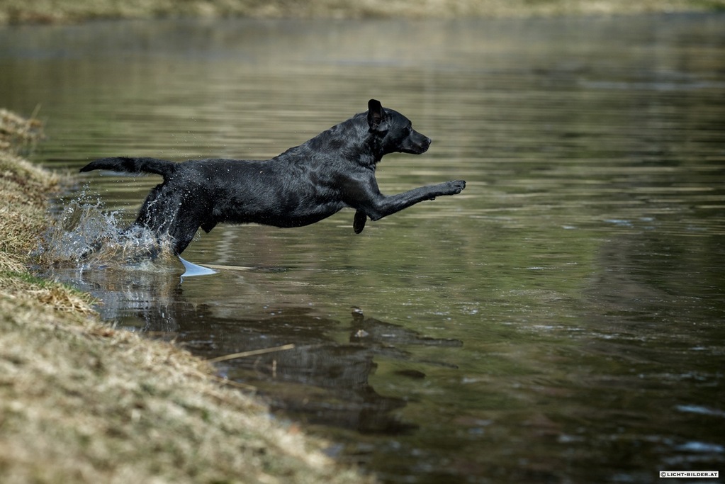 Cash beim Wassertraining (April 2012)