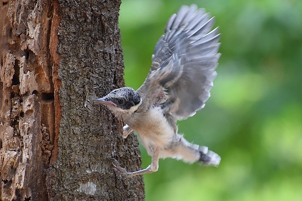 オナガ（雛）　2023年7月22日　・巣から落下したのか、巣離れ訓練中にドジッたか、懸命に翼を羽ばたかせ、よじ登っていた。