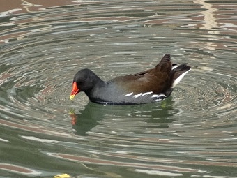 17 03 流山の野鳥