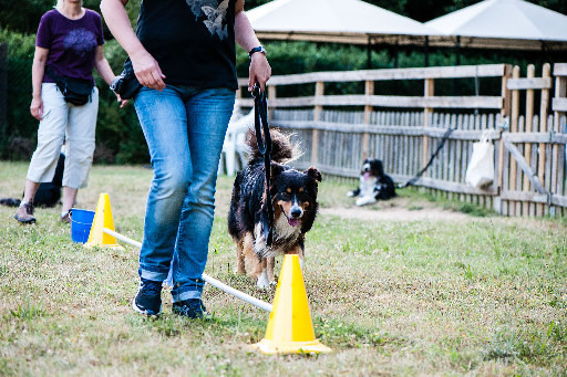 Hundeschule GOOD DOGS - Erziehung - Beschäftigung - Crossdogging - Spaß mit dem Hund