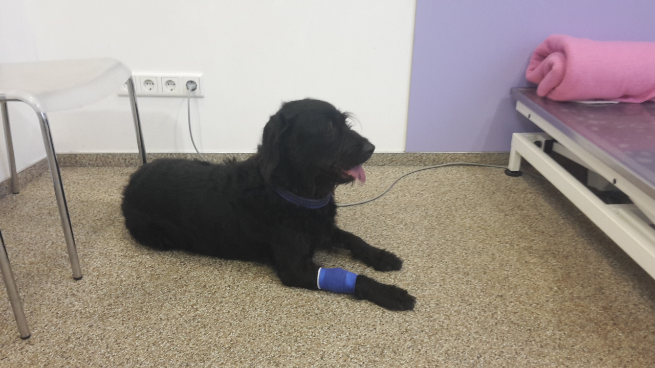 Blutspende beim Hund Auch Hunde können Leben retten! Hundeschule