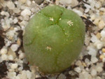 Lophophora williamsii