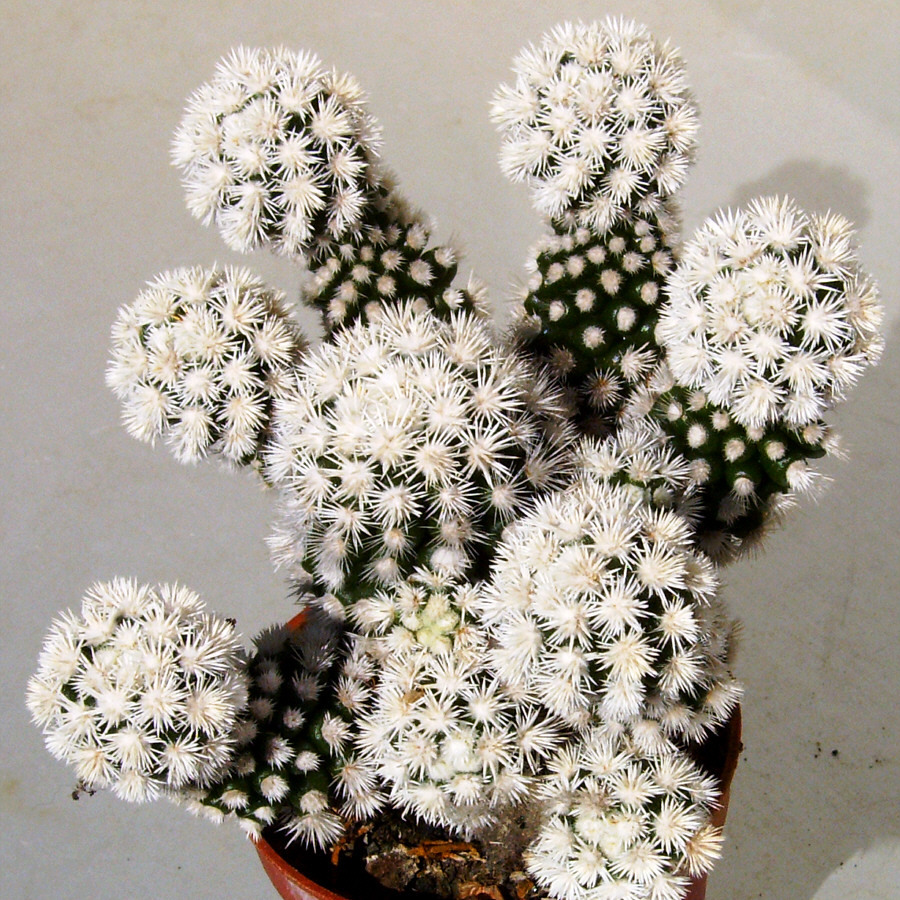 Mammillaria vetula ssp. gracilis cv. ARIZONA SNOWCAP Fotogalerie