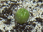 Lophophora williamsii