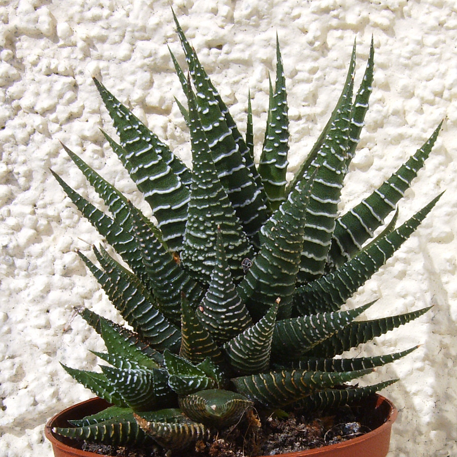 Haworthia fasciata Fotogalerie Kakteen und Sukkulente im