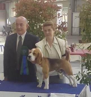 Alotorius oldglory dynamic star (Teddy)