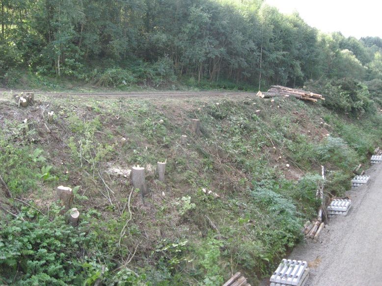 Holzfällarbeiten an der Bahnlinie Selb-Plößberg - Schönwald nördlich der WUN 15