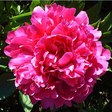 Herbaceous Peonies Leamore Nursery Herbaceous Peonies Leamore Nursery