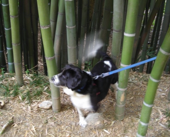 Those bamboos in Prafrance are thick and tall ! Ouch my tail !