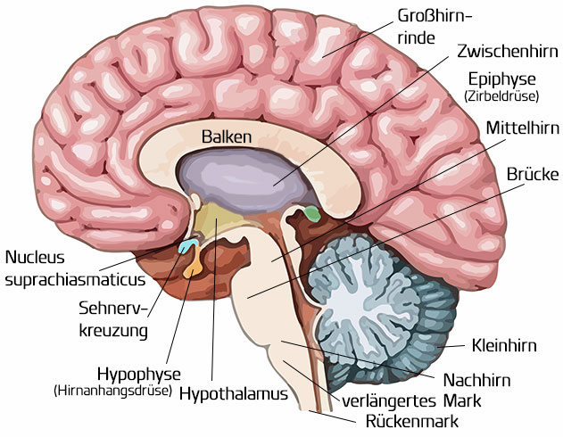 Nervensystem und Gehirn - Vorbereitung auf den MSA
