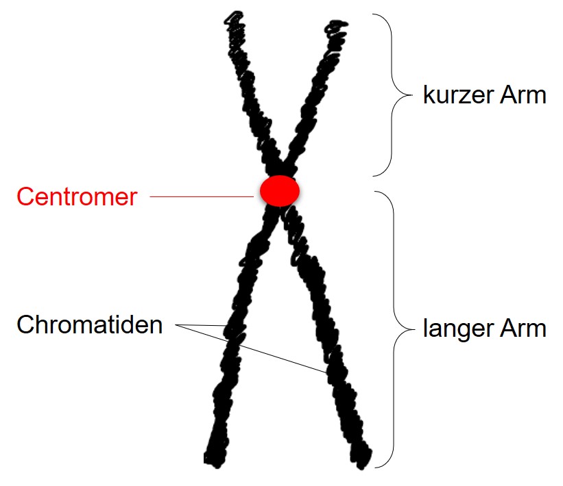 Zellteilung: Mitose/Meiose - Vorbereitung auf den MSA