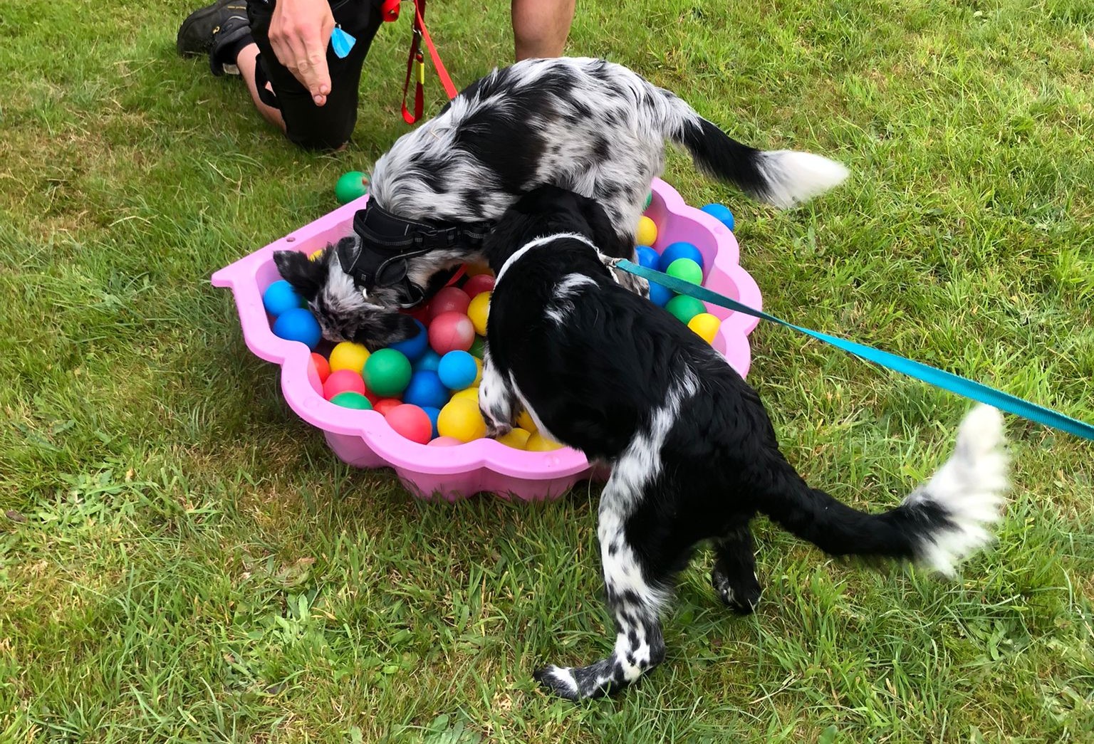 Puppycursus De website van