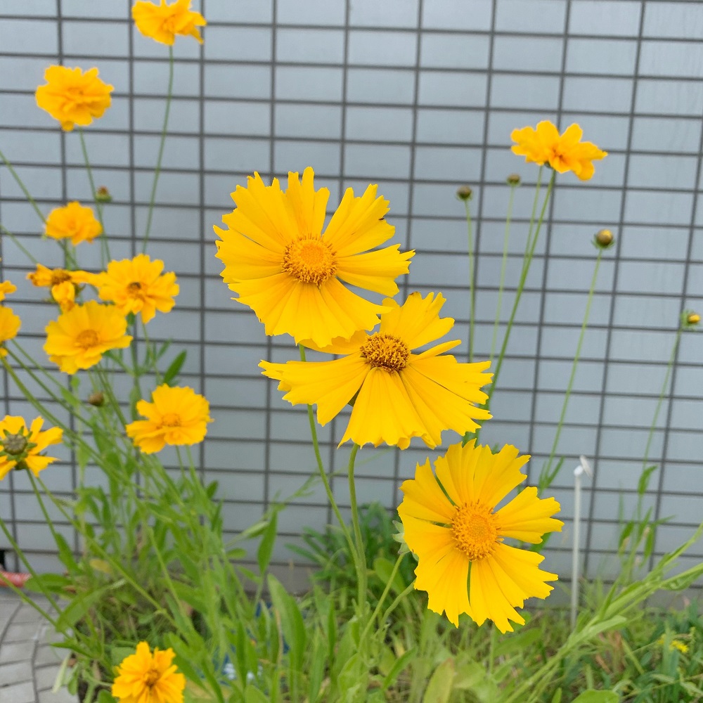 特定外来生物 オオキンケイギク 大金鶏菊 World Connection