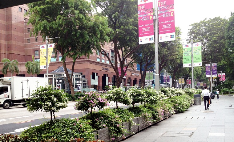 Bougainvillea Lining Orchard Road