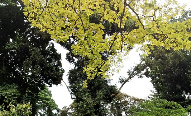 Kapur Tree, A Heritage Tree in Singapore Botanic Gardens