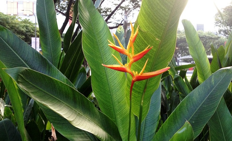 Birds of Paradise