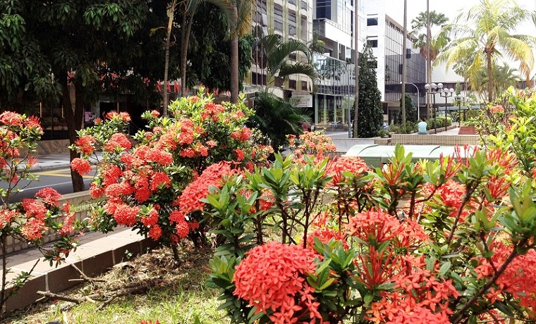 Santan Flowers at Cavenagh Road