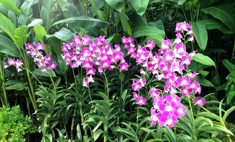 Orchids in National Orchid Garden