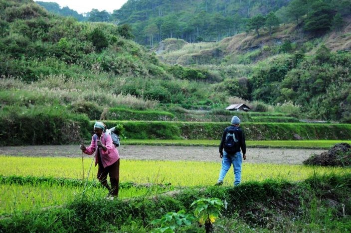 Rice Terraces