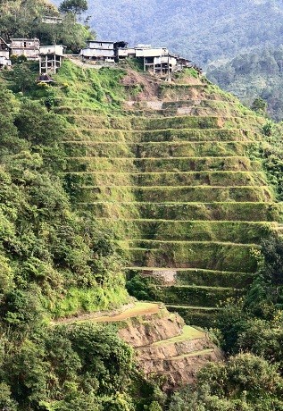 Rice Terraces