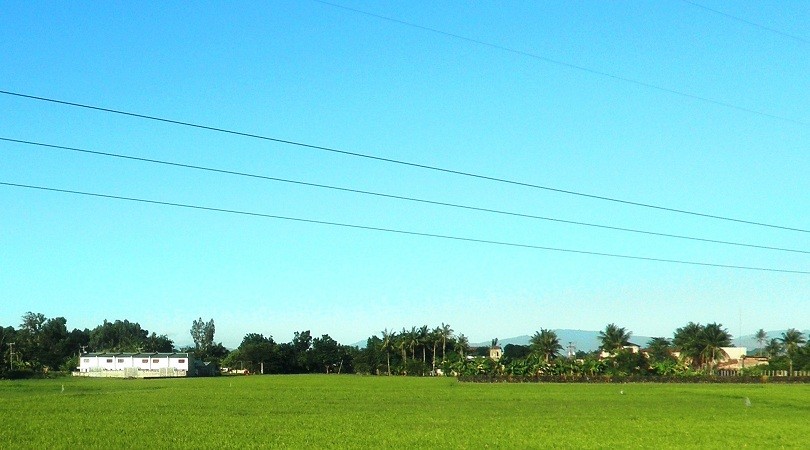 Rice Fields, Bulacan Province (D)