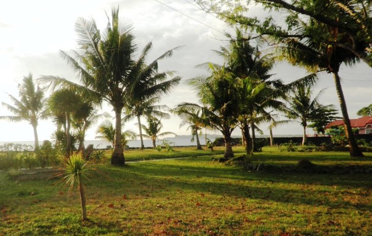 Coconut Trees near Bauang Seashore