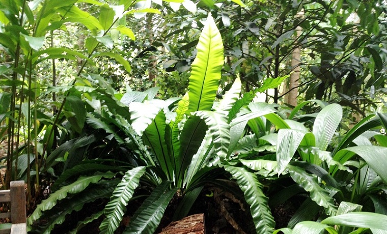 Giant Tree Fern in Singapore Botanic Gardens