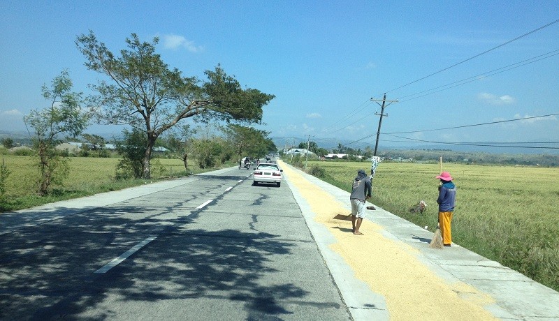 Rice Fields at the Sides of a National Road, Nueva Ecija Province / Rice Grains on Road Shoulder