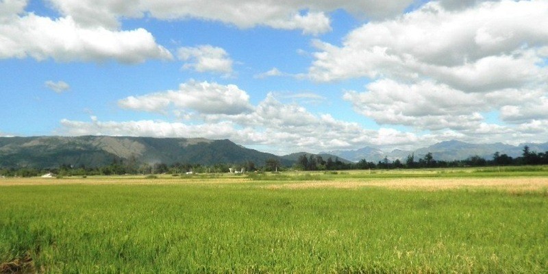 Rice Fields, Zambales Province