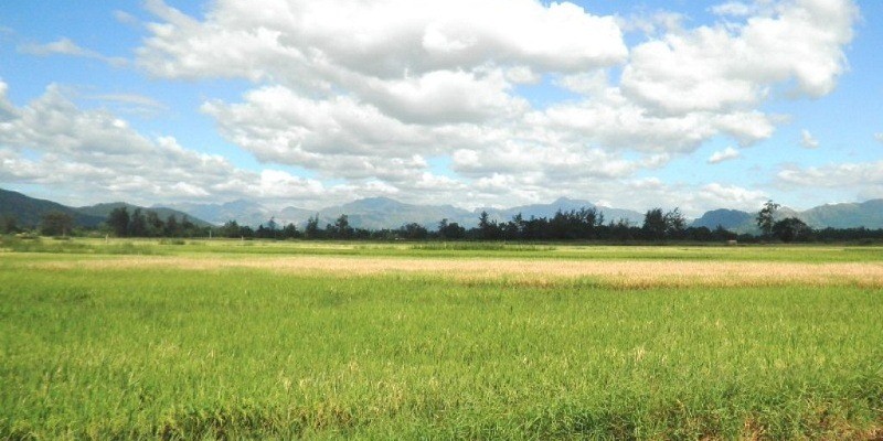 Rice Fields, Zambales Province