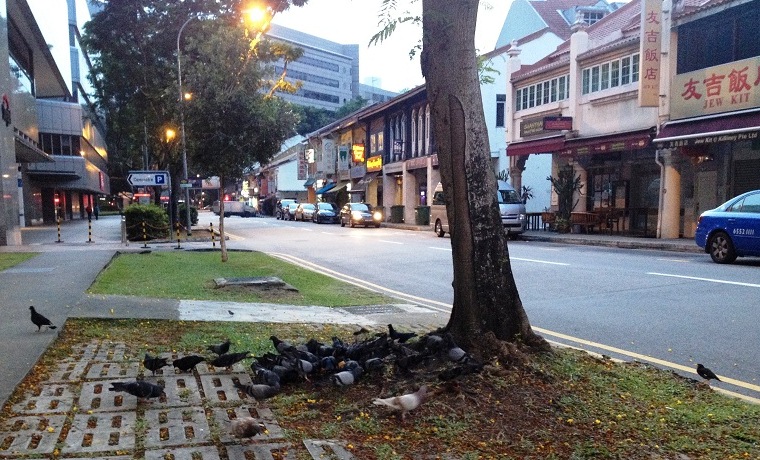 Doves along the Sidewalk of Killiney Road