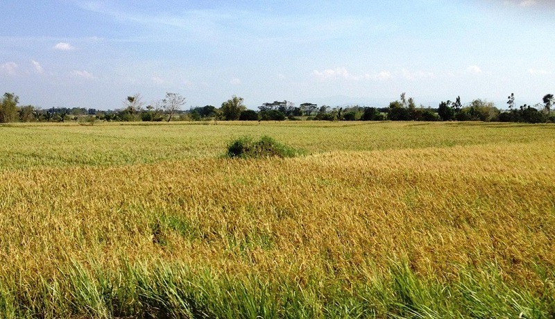 Rice Fields, Nueva Ecija Province