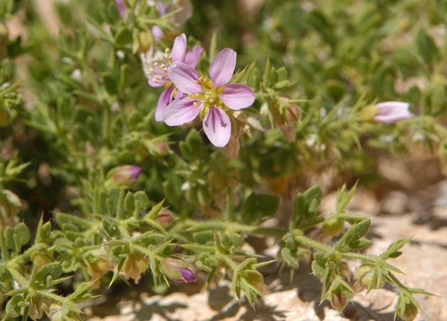 Negev (Desert)