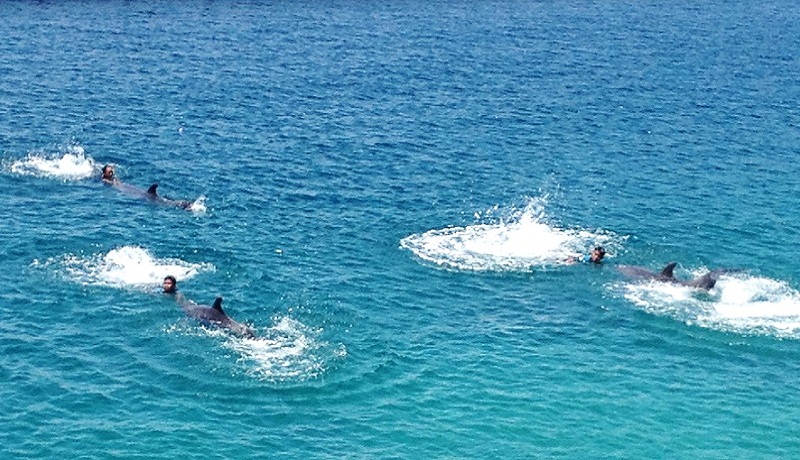 Ocean Adventure's Dolphin Show