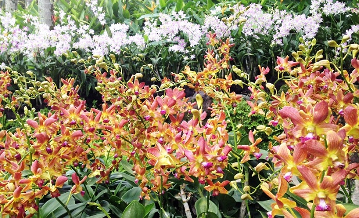 Orchids in the National Orchid Garden