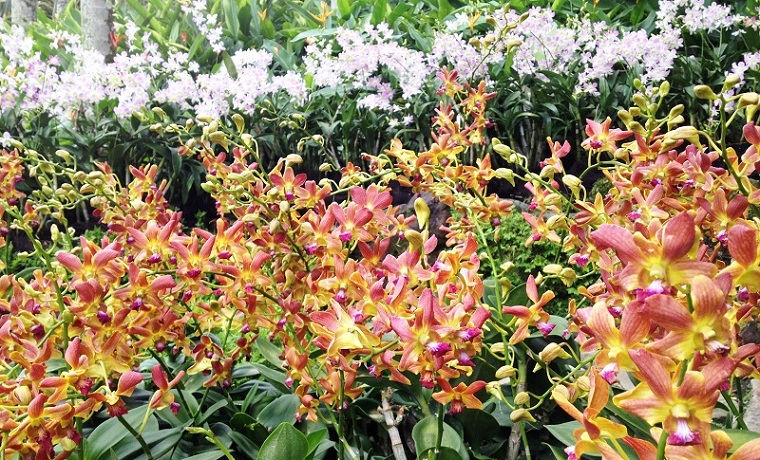 Orchids
