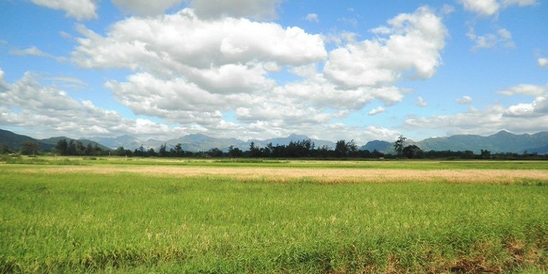 Rice Fields, Zambales Province