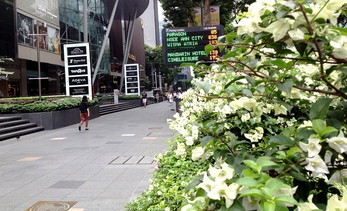 Bougainvillea at Orchard Road, a World-Class Shopping Center