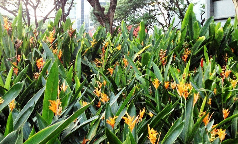 Birds of Paradise near Youth Park