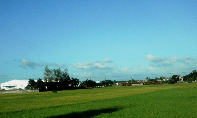 Rice Paddies in Bulacan, coming from Manila going North of Luzon along North Luzon Expressway
