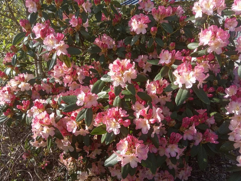 Marie Claire et Alain Guézou : Rhododendron