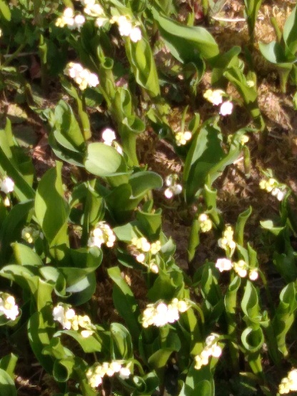 Jacques Léonard : Muguet ; il sera prêt pour le 1er mai.