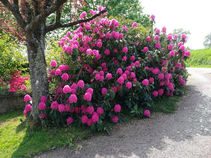 Solange et Gilbert Calipel : Rhododendron