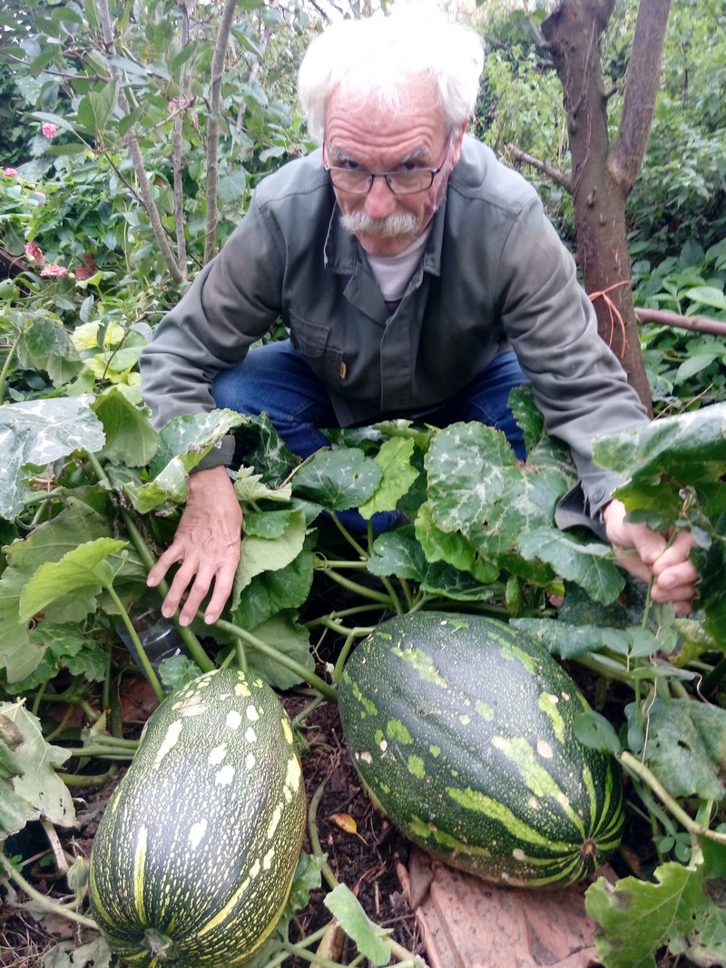 Cucurbitacée (appelée giromon ou douceur des Antilles) cultivée par Nicole et Jean-Marie Jéhan