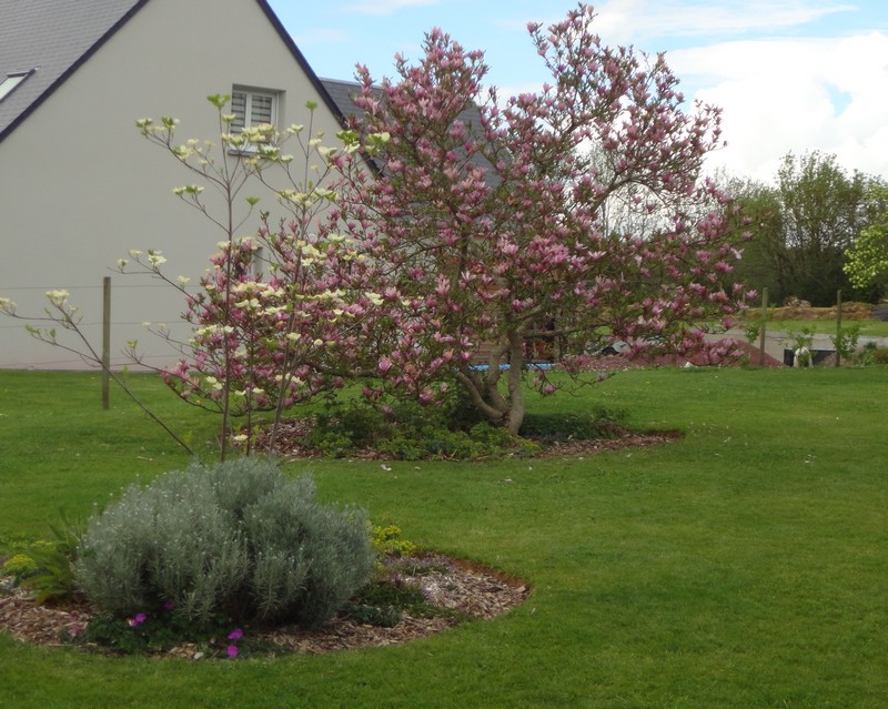 Marie Claire et Alain Guézou : Cornus et Magnolia