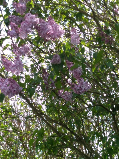 Jacques Léonard : Lilas