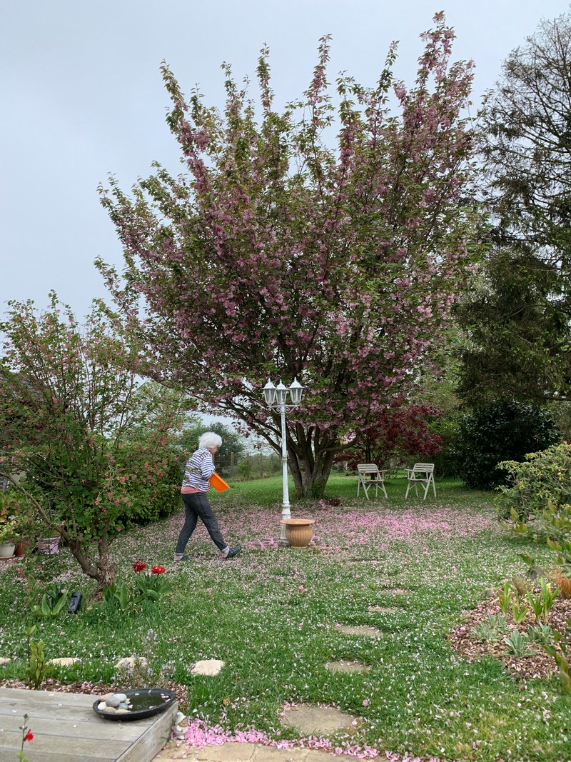 Francine Autrou sous le cerisier du Japon, en fin de floraison.